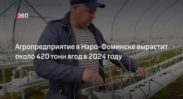 Агропредприятие в Наро-Фоминске вырастит 420 тонн ягод