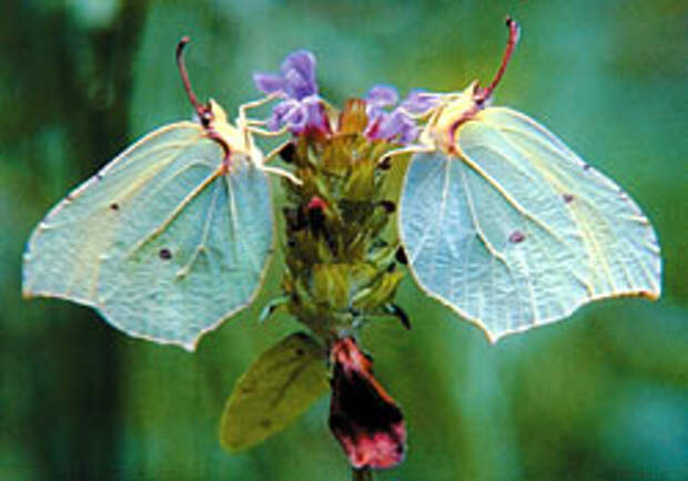 Некоторые растения, чтобы привлечь опылителей, вырабатывают вещества, имитирующие феромоны насекомых.