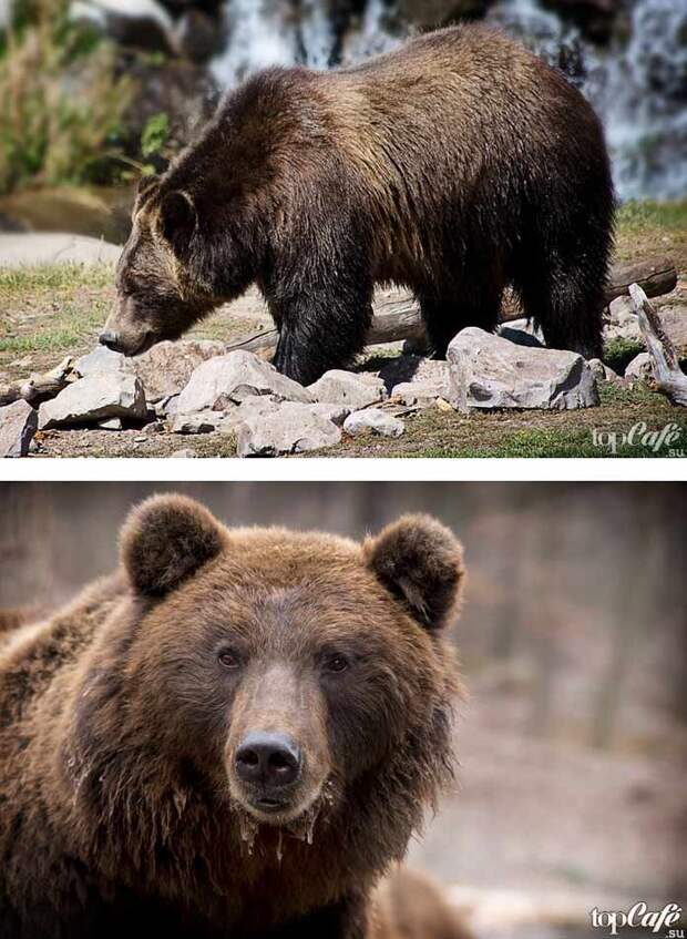 Фотографии красивых медведей