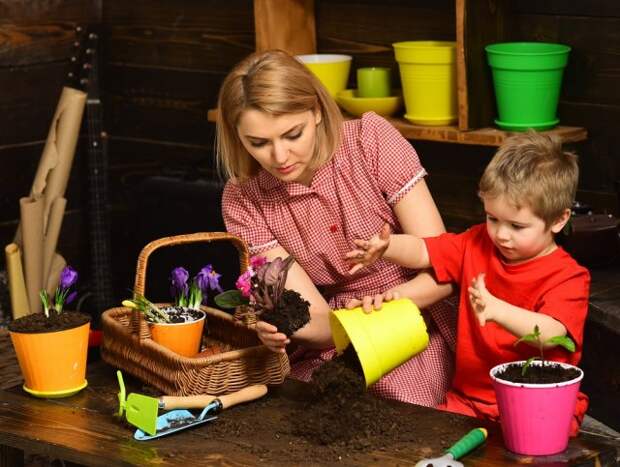 выращиваем растения вместе с детьми