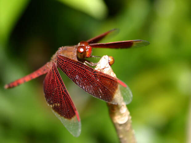 http://img0.liveinternet.ru/images/attach/c/1//49/56/49056797_1253734324_dragonfly.jpg