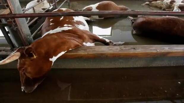 Перестраховка местной власти или игра в пользу агрокомплексов-гигантов? Мясо «позолотеет»?