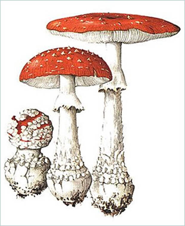 Красный мухомор (Amanita muscaria)