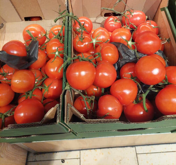 Как получить море томатов: простые секреты богатого урожая