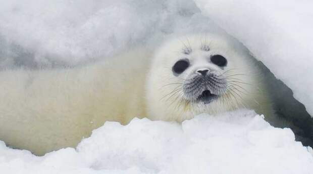 Природный резерват для сохранения  каспийских тюленей создадут в Мангистау