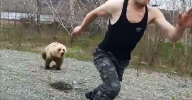 В мире животных: медвежонок чуть не растерзал дразнившего его парня видео, животные, идиот, камчатка, медведь, медвежонок, россия, слабоумие и отвага