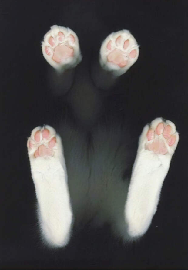 Bean Paws