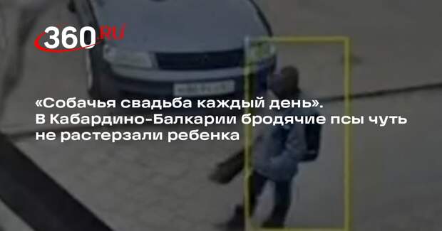 Бродячие собаки набросились на ребенка в Кабардино-Балкарии