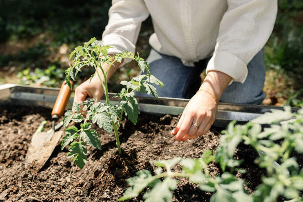 PHN: садоводство снижает тяжесть депрессии у пожилых