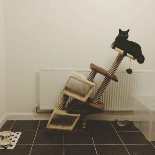 Пизанская башня для кота. | Фото: humor.fm.