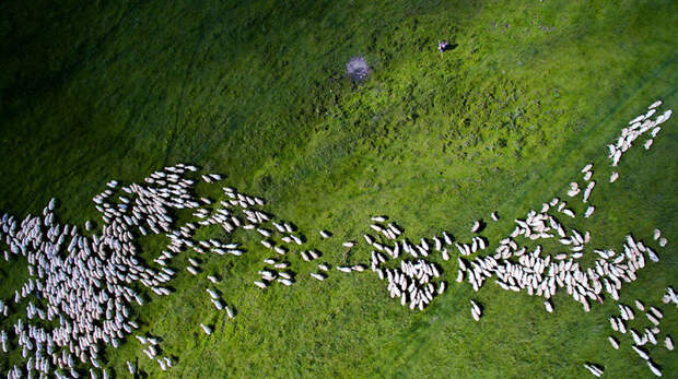 2nd Prize Winner – Category Nature Wildlife: Swarm Of Sheep