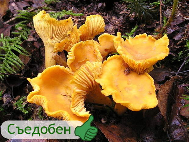 Лисички гриб, грибы