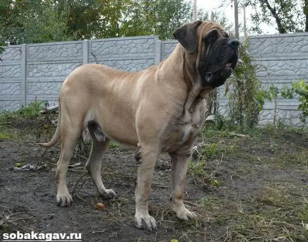 Английский мастиф собака. Описание, особенности, уход и цена английского мастифа
