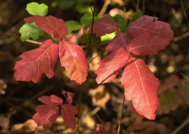 Ядовитый дуб (Toxicodendron diversilobum)