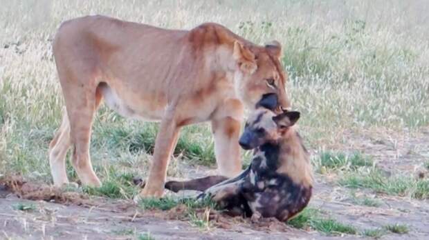 Дикий пёс перехитрил жадную львицу на глазах у туристов в Африке Дикий пёс, африка, в мире, видео, животные, львица