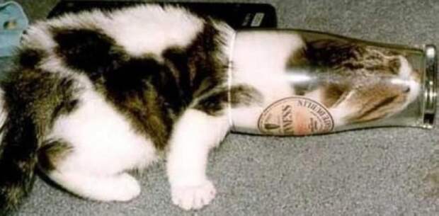 30 веселых фотографий с животными 30 веселых фотографий с животными