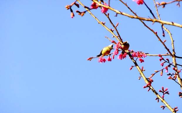 Cherry Blossom