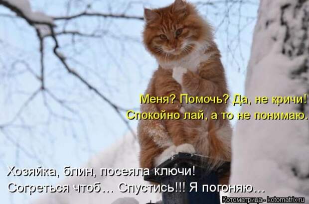 Лучшие котоматрицы недели (50 фото)