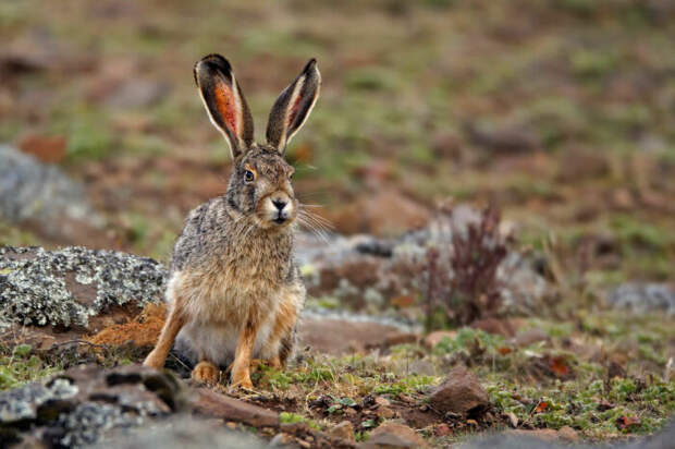 Зайцы абсолютно дикие. |Фото: animal-photos.ru.