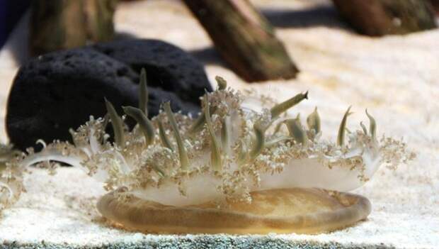 Медузы рода Cassiopea используют необычный способ самообороны
