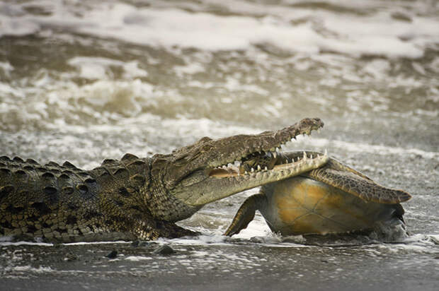 Лучшие фотографии Wildlife Photographer 2013 Лучшие фотографии Wildlife Photographer 2013