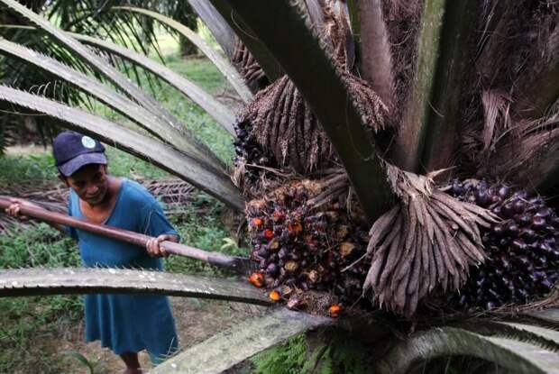 Дешёвое «пальмовое масло» производят... из отходов нефтепереработки!