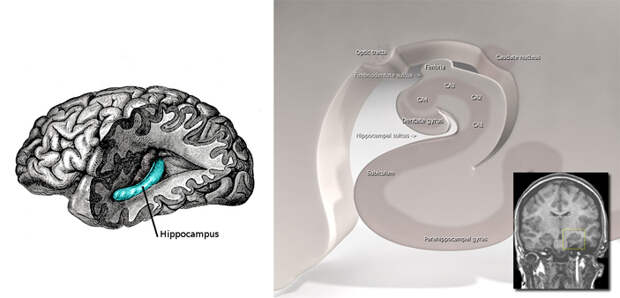 Рис. 2. Гиппокамп и его сечение