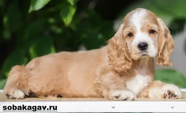 Американский кокер спаниель собака. Описание, уход и цена американского кокер спаниеля
