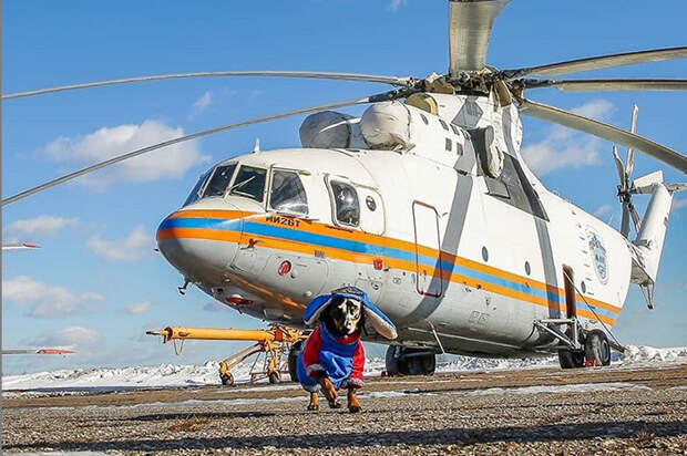 Такса Маруся стала психологом в спасательном центре
