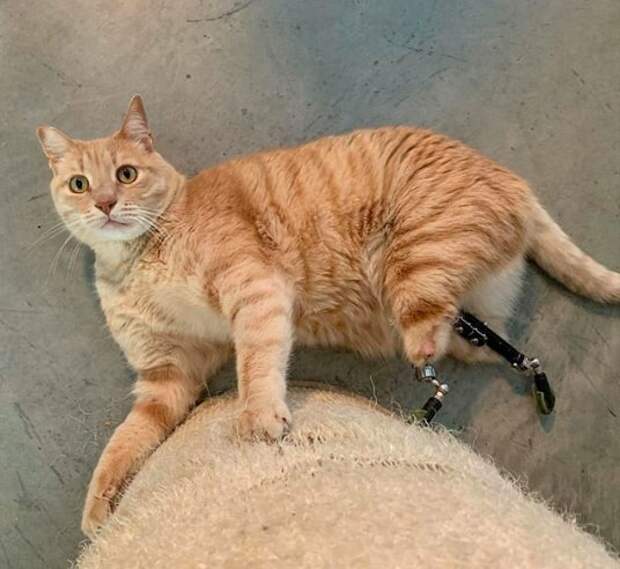Котофей так жёстко подрался с сородичами, что остался без ног. Но травма сделала его героем и звездой соцсетей