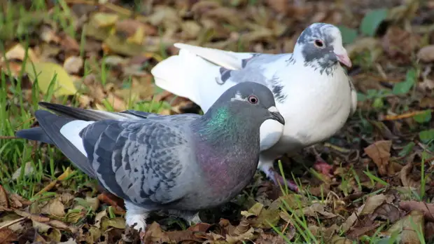 Жителей Белгорода призвали не кормить голубей на фоне новостей о биолабораториях