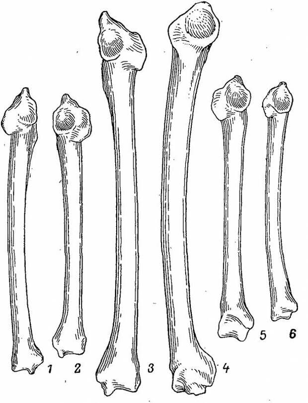 Скелет и мускулатура тетеревиных птиц.