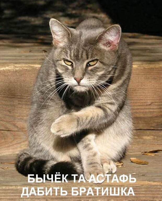 Жизнь кошачья :) (39 фото)