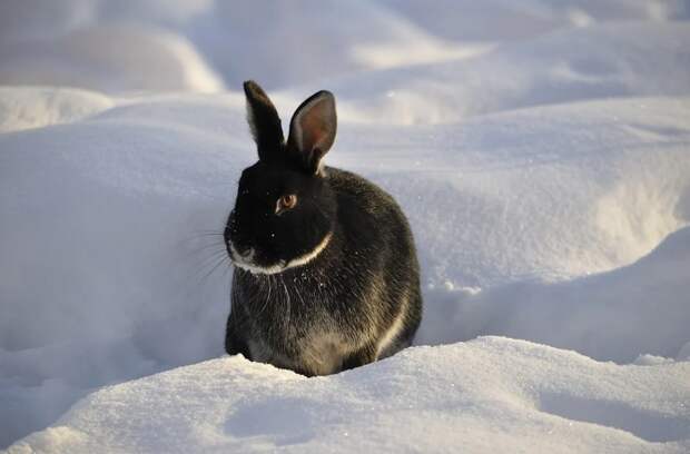 На природных территориях специалисты Мосприроды проводят зимние учеты животных по следам