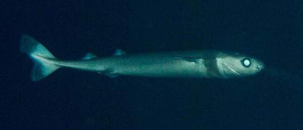 Бразильская светящаяся акула: фото, описание, размеры, размножение