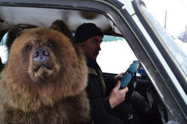 Прикольные картинки Прикольные картинки