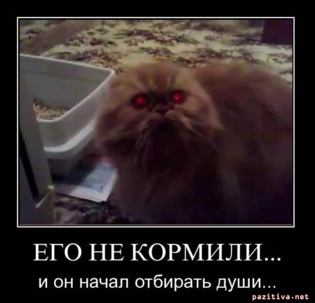 Позитивные демотиваторы про животных (20 фото) Позитивные демотиваторы про животных (20 фото)