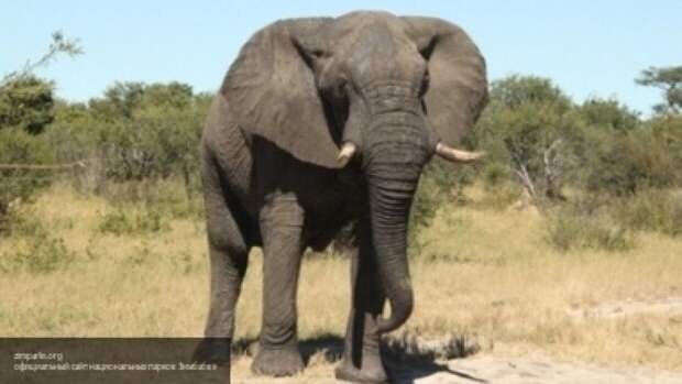 Ветеринары Зимбабве ищут причину загадочной гибели десятка слонов