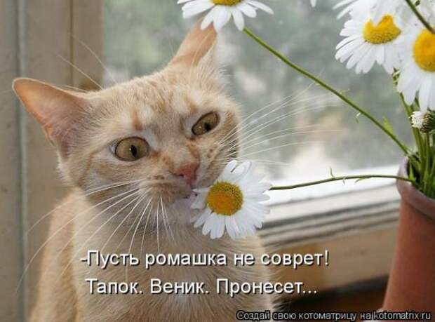 Котоматрицы(картинки с надписями)