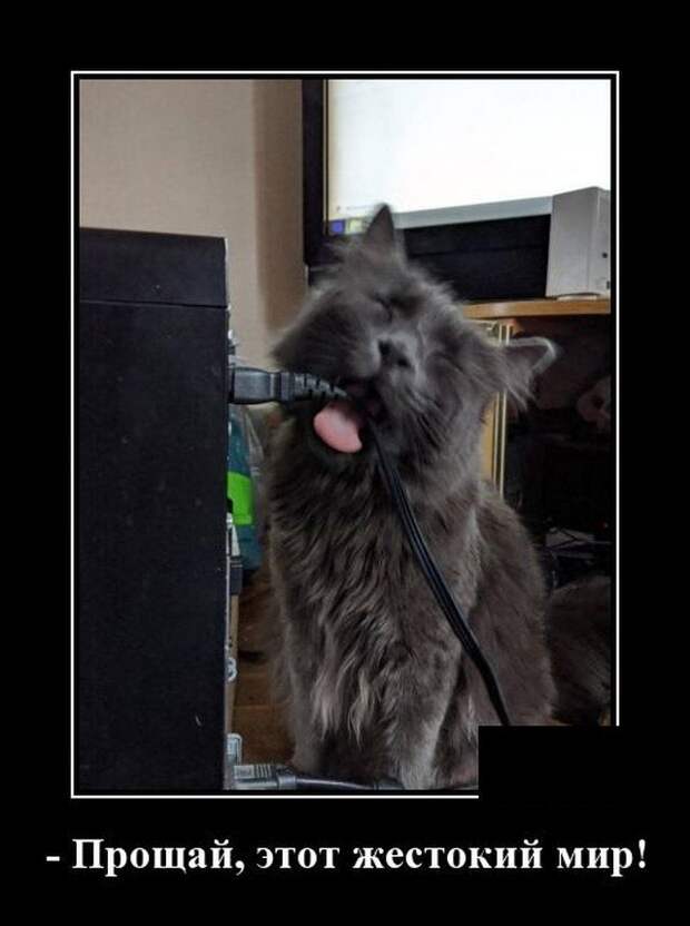 demotivatory-demotivator-smeshnye-demotivatory-demotivator-so-smyslom