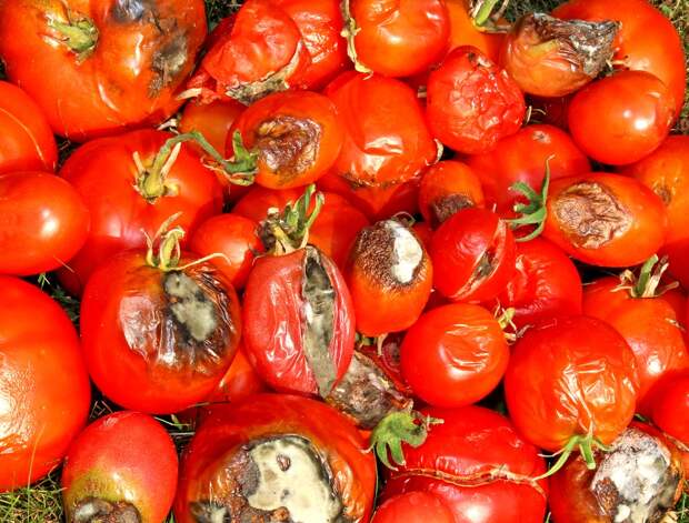 зараженные томаты