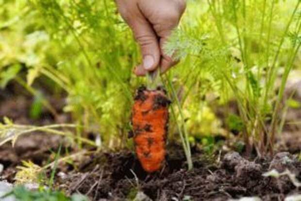 Посадка и уход за морковью в открытом грунте
