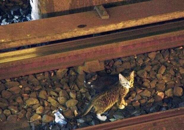 Спасение котят в метро Спасение котят в метро
