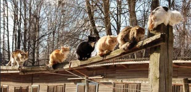 Коты в марте