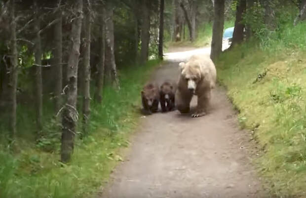 Мужчина снял на камеру, как медведица с двумя медвежатами преследовала его по дороге к лагерю видео, животные, лагерь, медведь, природа