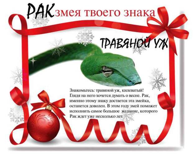 Какой змеей будешь ты в 2013 году (13 фото) Какой змеей будешь ты в 2013 году (13 фото)