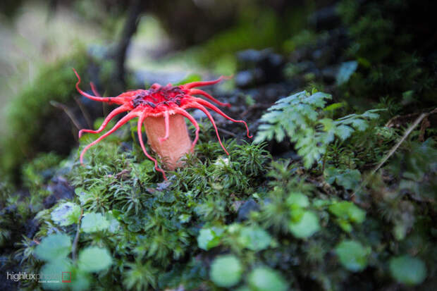 Морской гриб (Aseroe rubra)