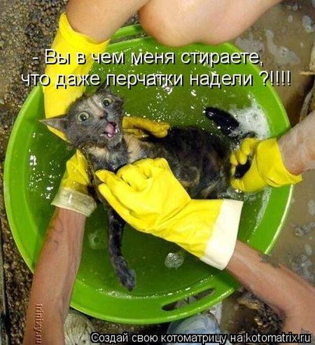 Лучшие котоматрицы недели Лучшие котоматрицы недели