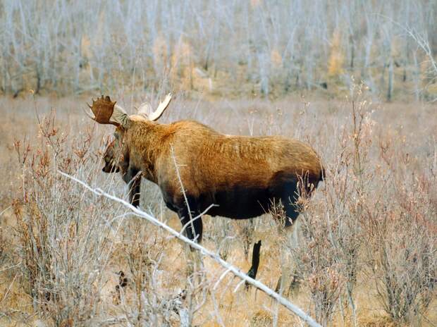 Дико-полезное: мясо дичи против мяса с фермы
