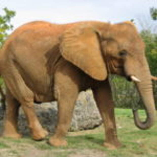 Тайна онкологической устойчивости слонов раскрыта